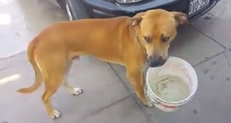 Il cane di Chorrillos che girava con il secchio d’acqua