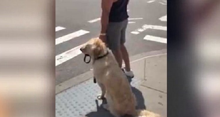 Il cane che da la mano