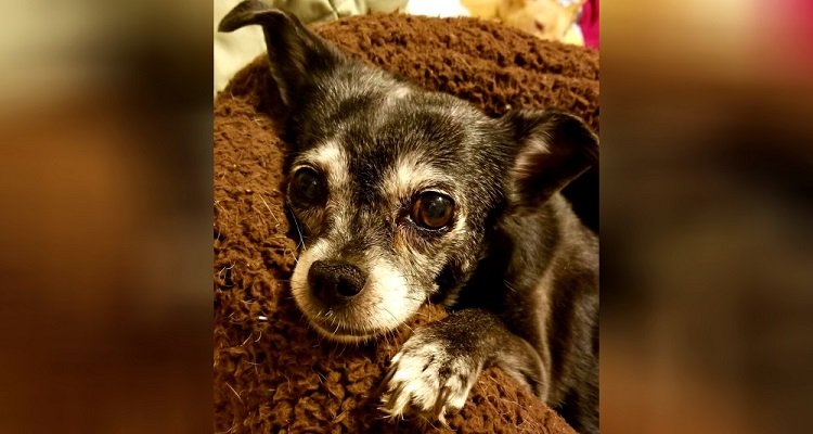 Abby, cane diagnosticato con cancro terminale si sta godendo i suoi ultimi giorni ed è commovente