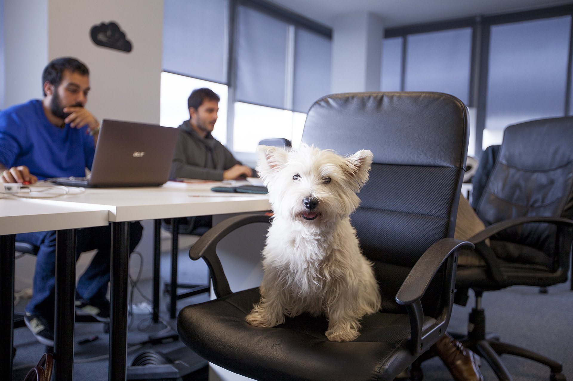 Animali domestici in ufficio, sempre più aziende lo rendono possibile