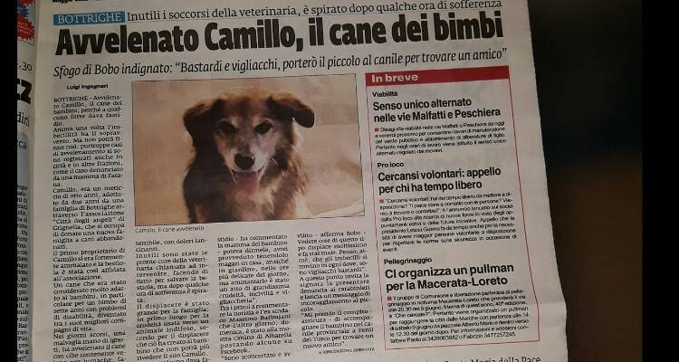 Avvelenato Camillo, il cane che regalava sorrisi ai bimbi. Inaspettato e ammirevole il gesto del sindaco del paese
