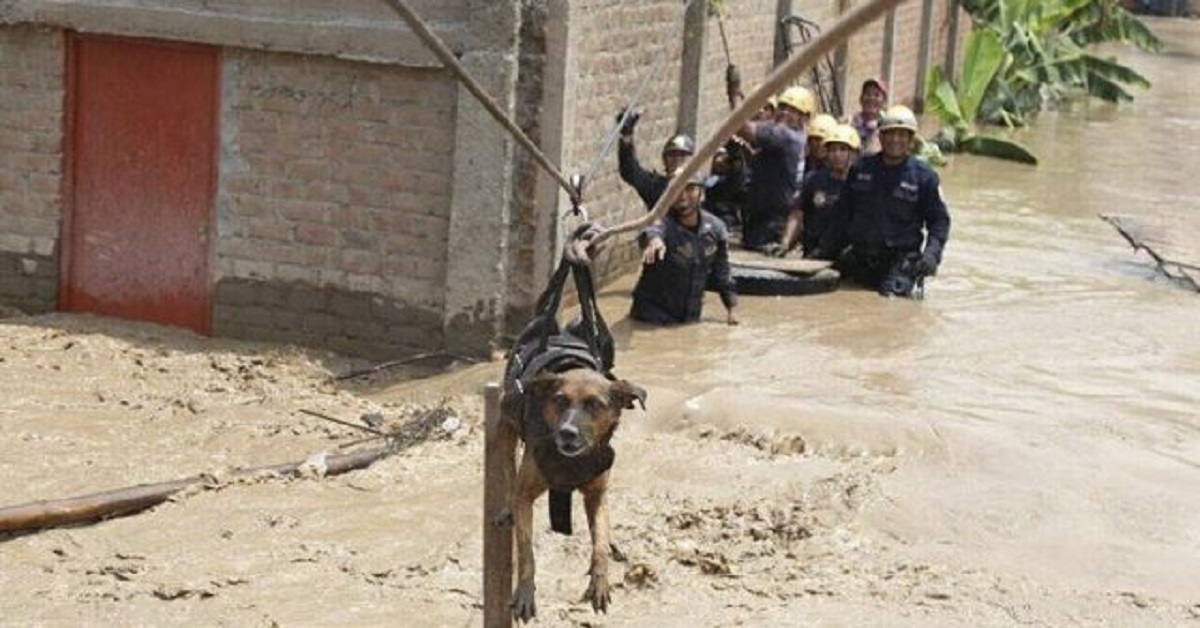 Il salvataggio del cane di Carapongo