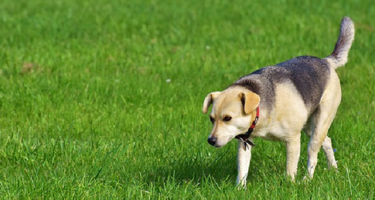 Come correggere un cane che non viene quando chiamato