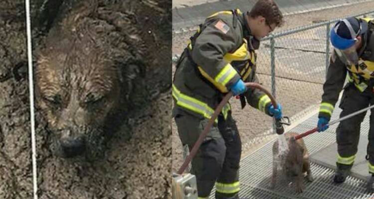 Gigget, il cane salvato dalla m….a