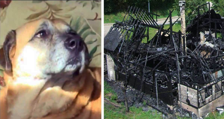 Salvata da un incendio, questa cagnolina due mesi dopo torna sul posto e…