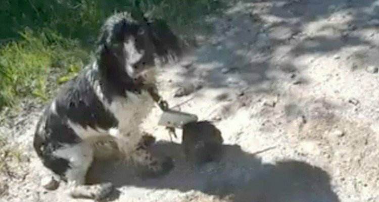 Il cane che viene gettato nel fiume con un’ancora