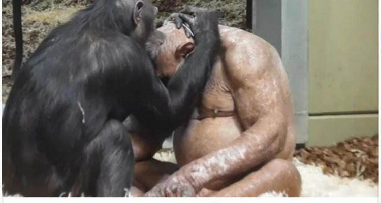 L’amore tra i due scimpanzé