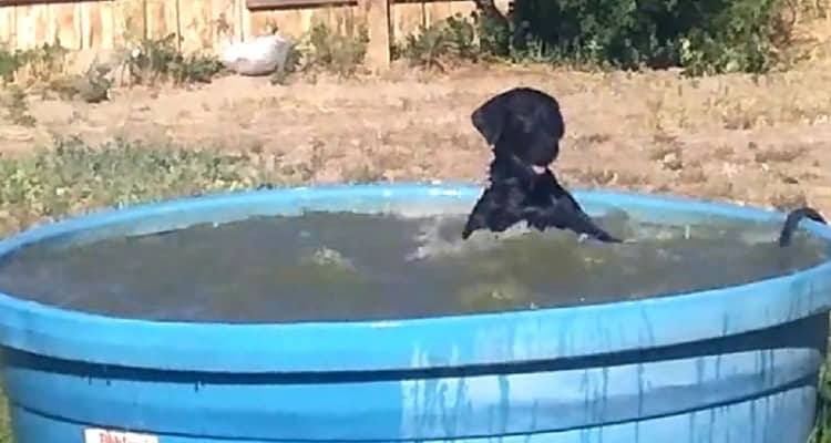 Teal e la sua debolezza per la piscina