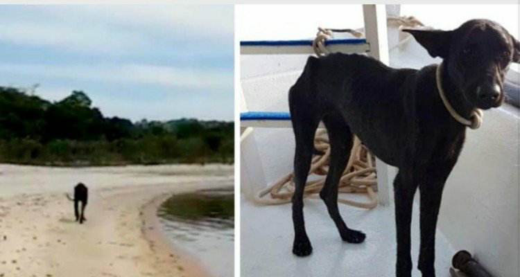 La cagnolina abbandonata sull’isola deserta