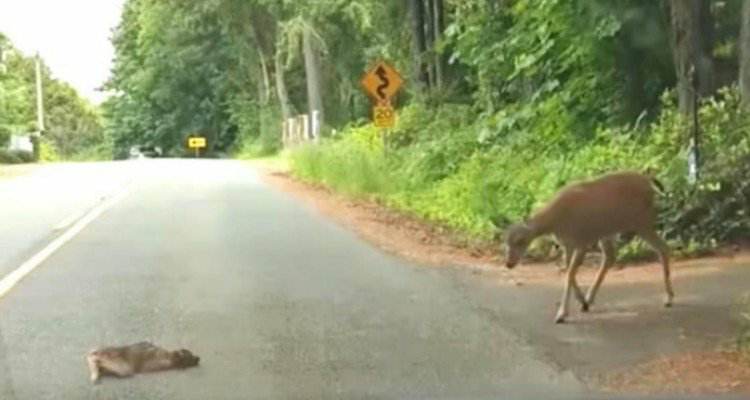 Piccolo cervo viene salvato da sua madre