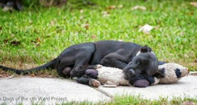 L’immagine straziante del cane sdraiato a terra