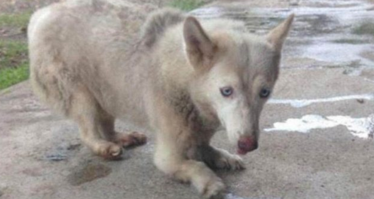 Lucky, trovata in una gabbia con le zampe deformate