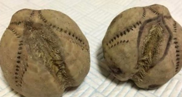 Trova delle strane patate sulla spiaggia, quando torna a casa, scopre cosa sono realmente