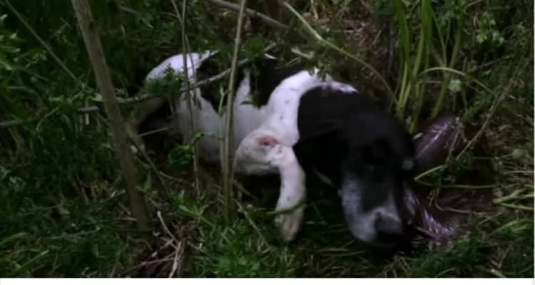 La cagnolina abbandonata tra i cespugli