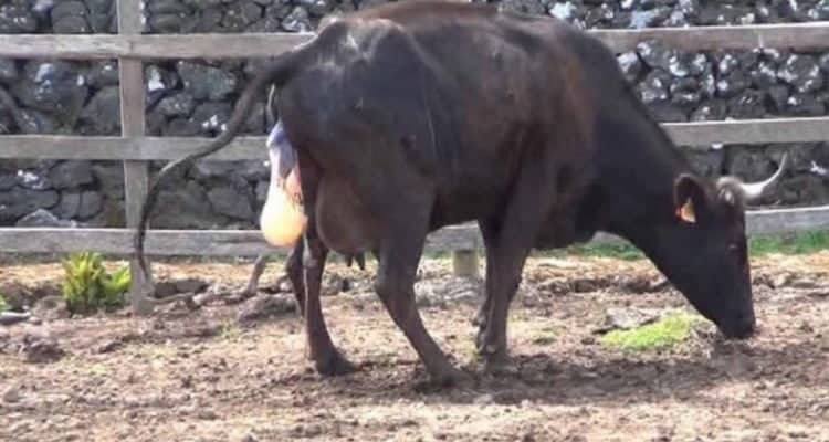 La  gravidanza della mucca