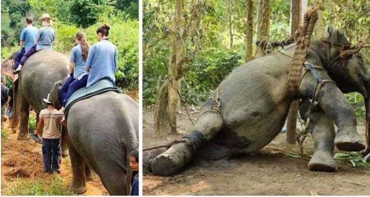 La verità dietro i giri sugli elefanti