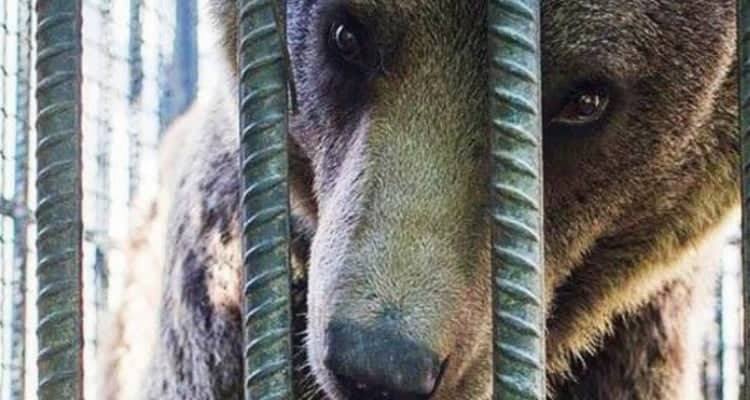 Il salvataggio del povero orso dallo zoo in Armenia