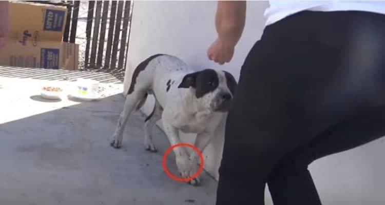 Il pit bull ferito ed abbandonato, in realtà non era solo