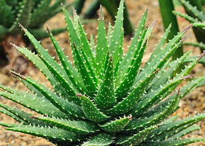 aloe vera benefici per capelli