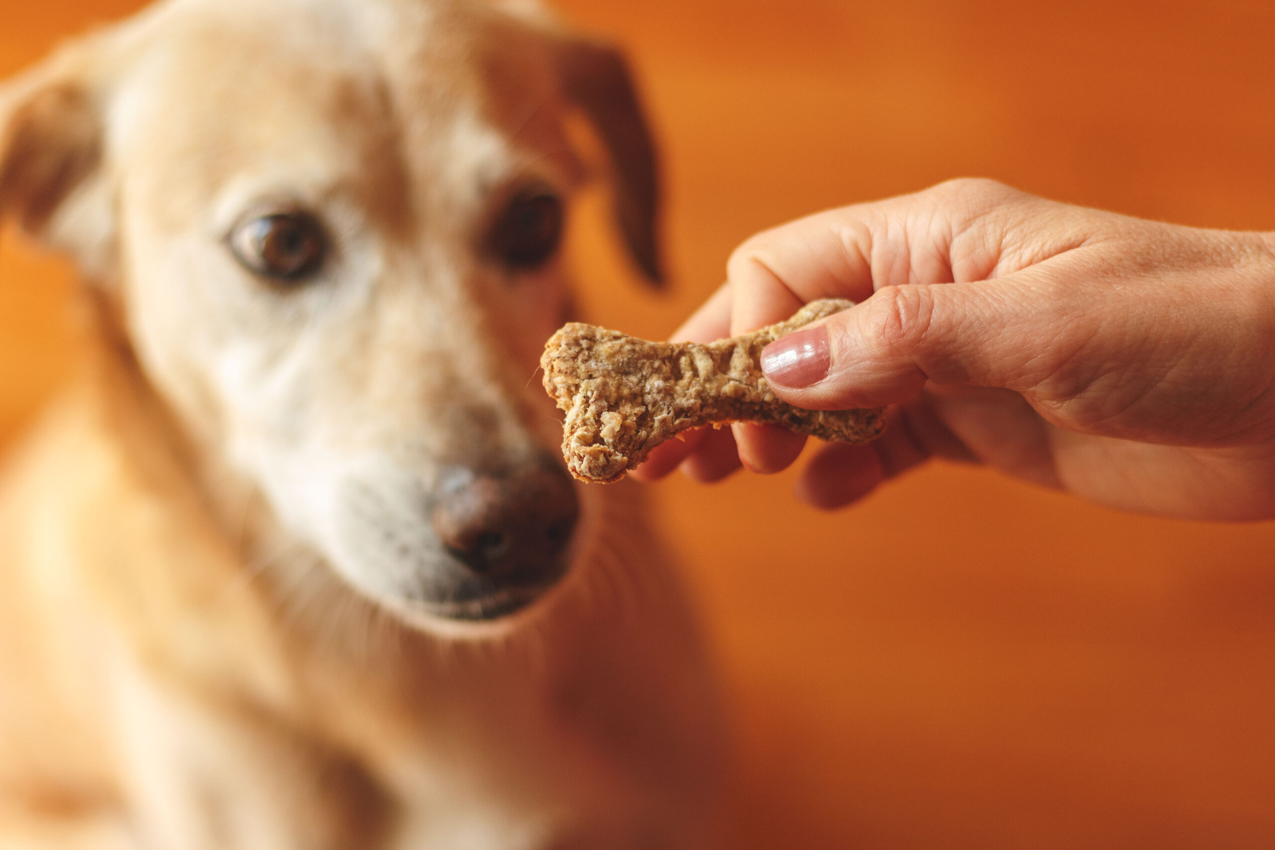 Cucina a quattro zampe: Biscotti per cani alle mele