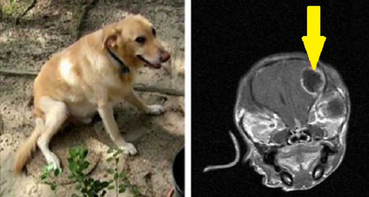 Se il tuo cane comincia a fare queste cose, portalo subito dal veterinario