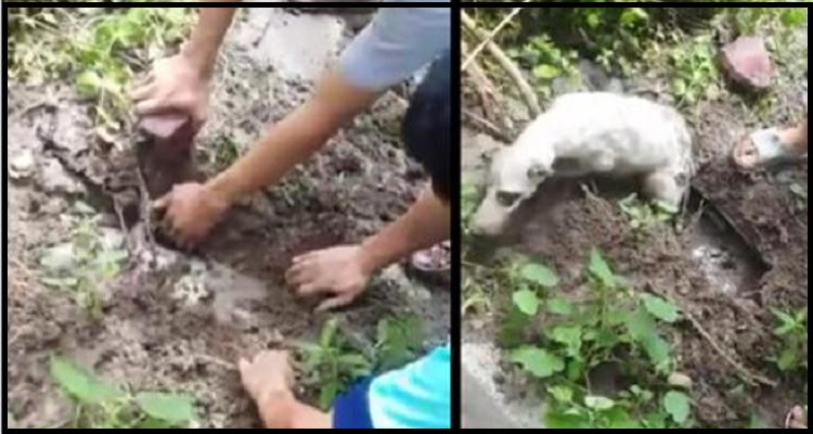 Uomini di buon cuore rompono il tubo di drenaggio aperto per salvare un cane terrorizzato