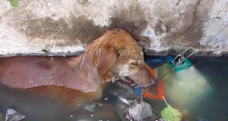 Il salvataggio di Phoenix, la cagnolina caduta nelle fogne