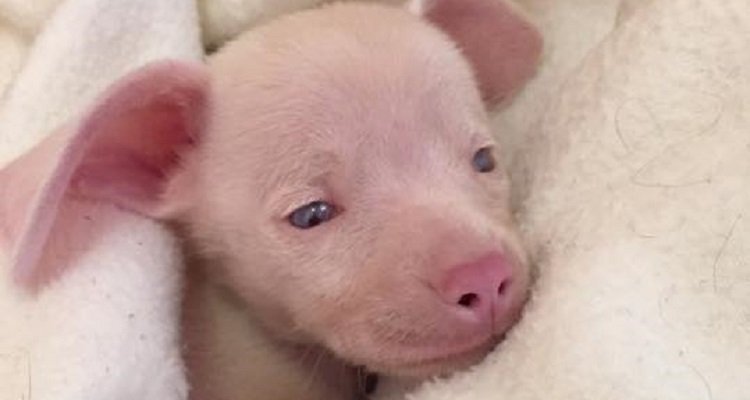 Piglet, la storia del cucciolo di cane cieco