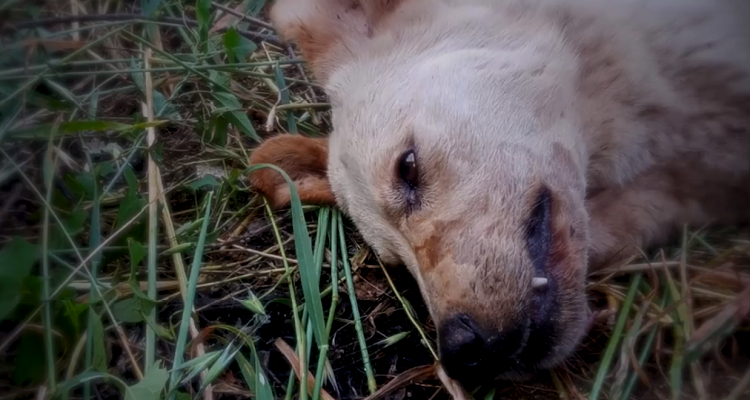 La vita trionfa: Luce, la cagnolina incaprettata e seppellita viva partorisce i suoi cuccioli