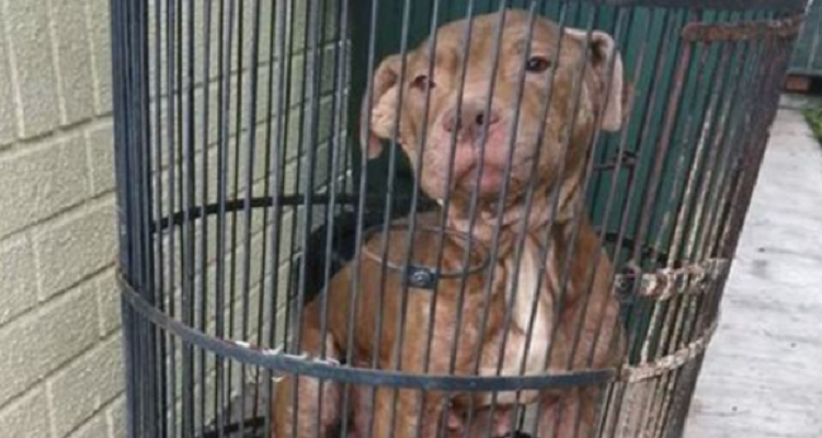 Il Pitbull Birdie è stato lasciato in una gabbia per uccelli