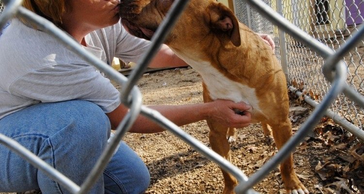Stitch, il cane salvato dall’eutanasia diventa un campione