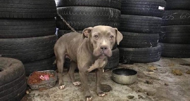 Hermosa, la pitbull dagli occhi dolci