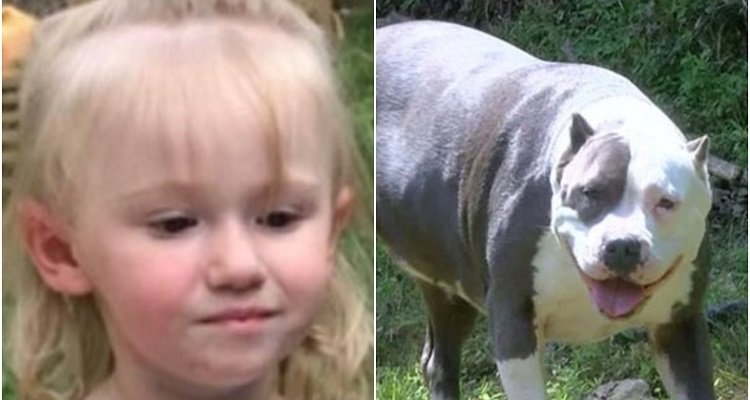 Pitbull resta accanto alla bambina autistica per due giorni in un bosco del Kentucky