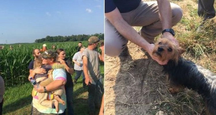 Cane protegge bambina di tre anni in un campo di mais finché non arrivano i soccorritori