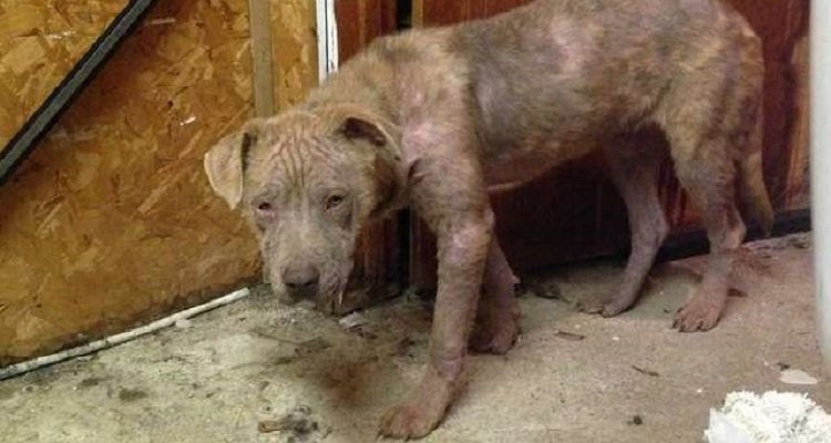 Cane randagio senza pelliccia trasformato grazie all’amore