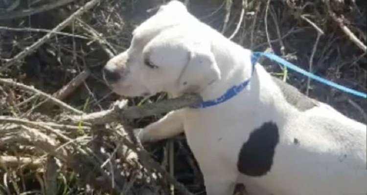 Abbandonata prima di partorire, la cagnolina ha una nuova opportunità