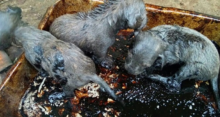 Alcuni giovani del Kerala salvano sette cuccioli intrappolati nel catrame