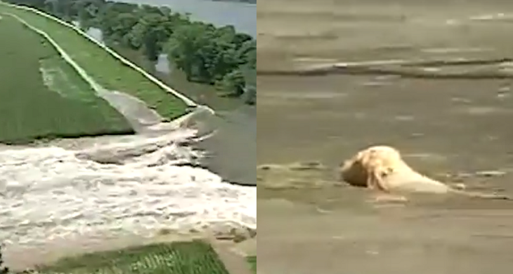 Cane salvato dalle inondanzioni