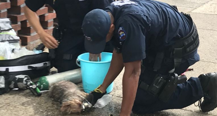 Va a bere e dimentica i cani in auto. Salvati da un passante