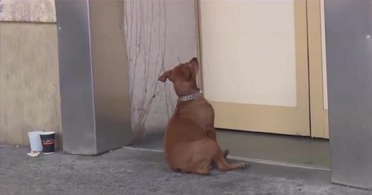 Il cane che attende il suo umano fuori dall’ospedale