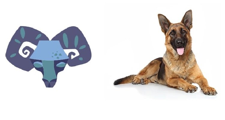 Qual è il cane giusto per te in base al tuo segno zodiacale?
