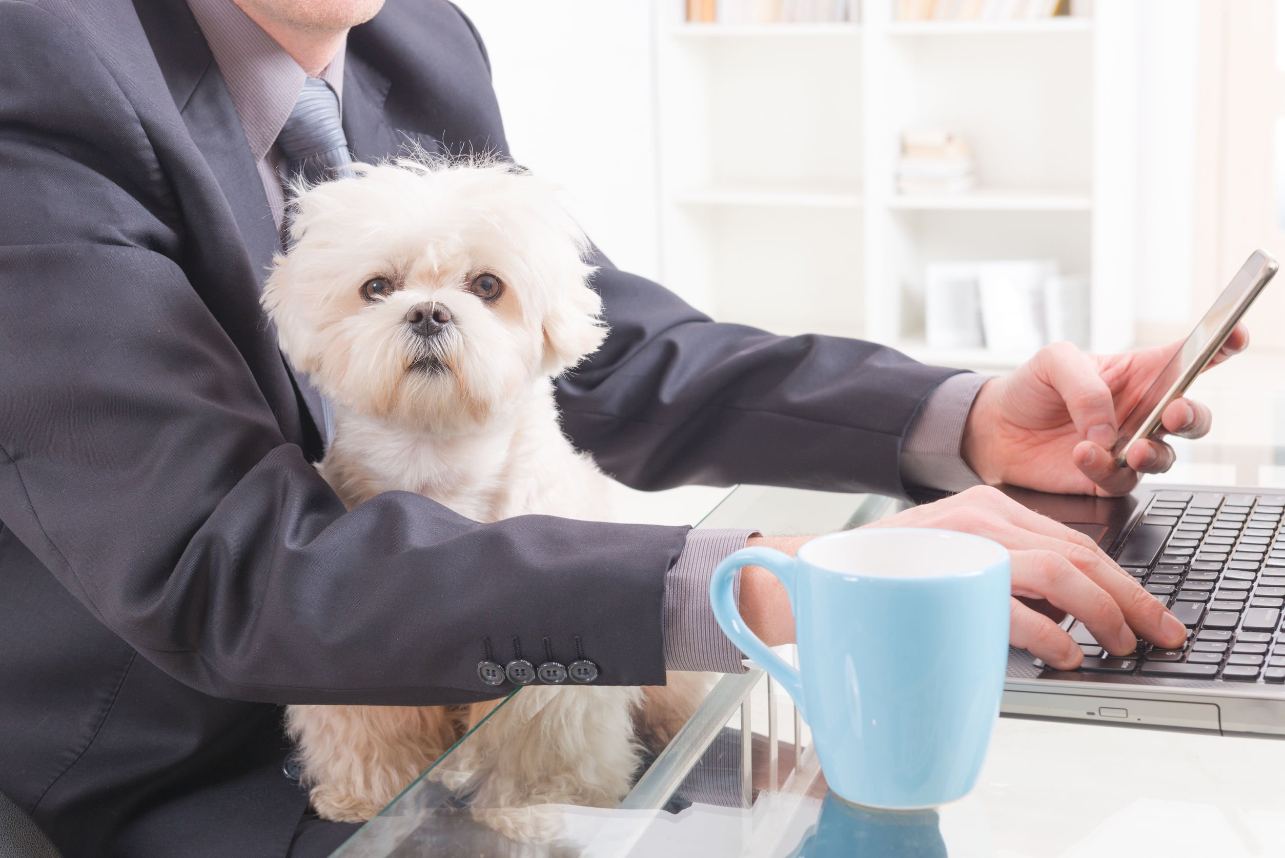 Oggi è la Giornata Mondiale del Cane in Ufficio