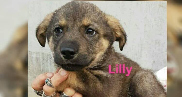 Lilly dove la lascio?