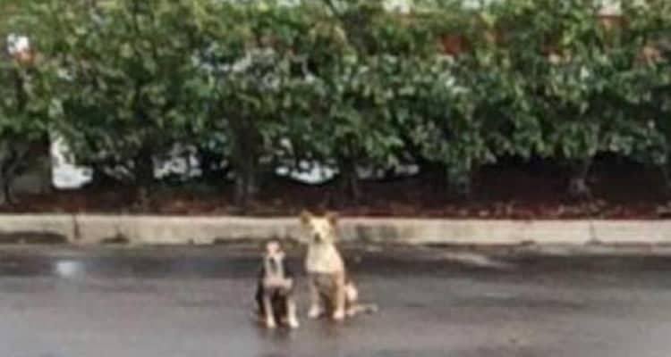 I due cani abbandonati nel parcheggio di un supermercato