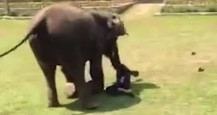 Quello che fa l’elefante per difendere la sua amica umana