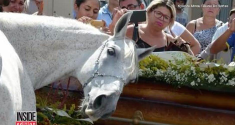 Cavallo piange mentre “dice” addio al suo amato umano