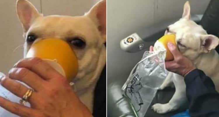 Ecco come bisogna comportarsi con i cani in aereo