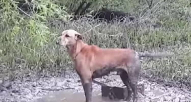 Cane trovato legato ad un blocco di cemento e coperto di fango