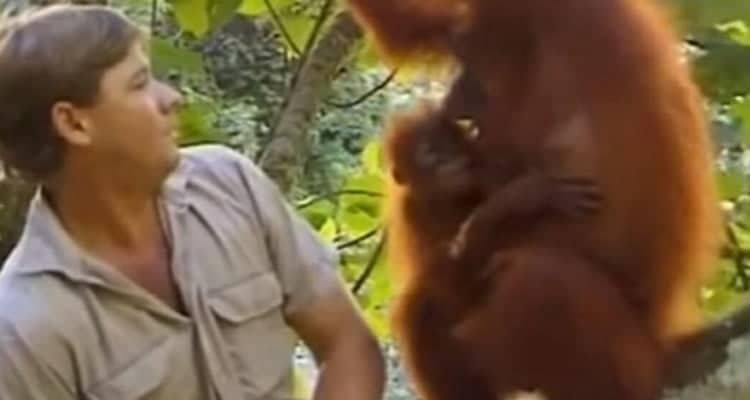 Steve riesce a legare con una mamma orango che non aveva mai visto prima