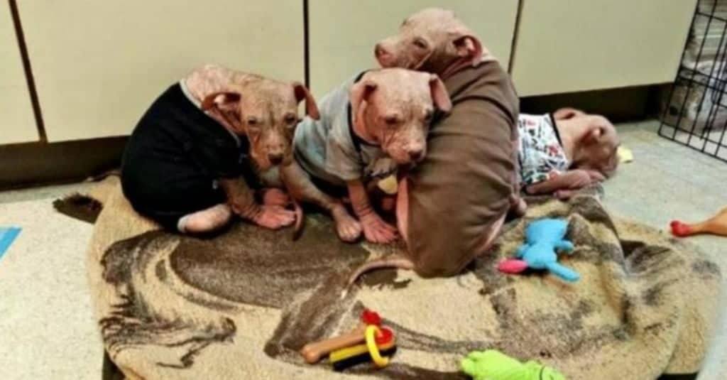 La storia dei quattro cuccioli abbandonati con la scabbia